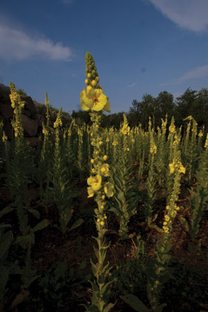 mullein-verbascum-thapsus