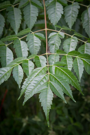 neem-azadirachta-indica