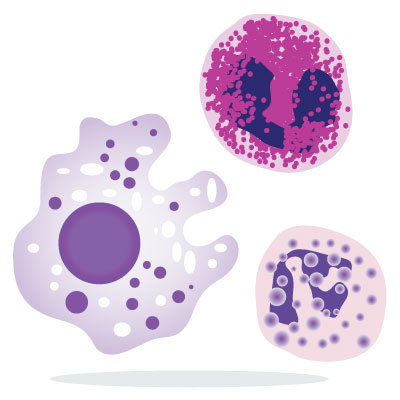 neutrophils-low-neutropenia