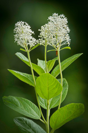 new-jersey-tea-red-root-ceanothus-americanus