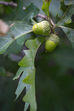 oak-tree-quercus-robur