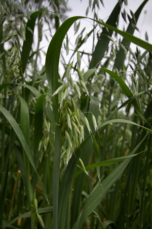 oat-avena-sativa