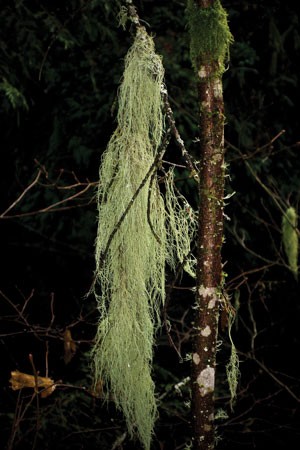 old-mans-beard-bear-lichen-usnea-barbata