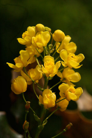 oregon-grape-mahonia-aquifolium