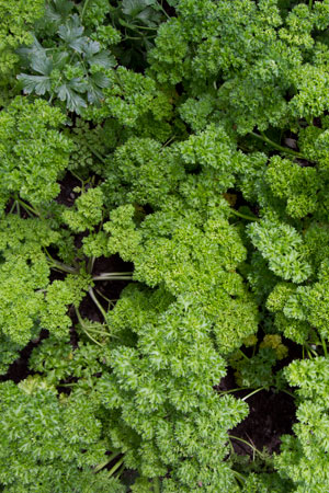 parsley-petroselinum-sativum