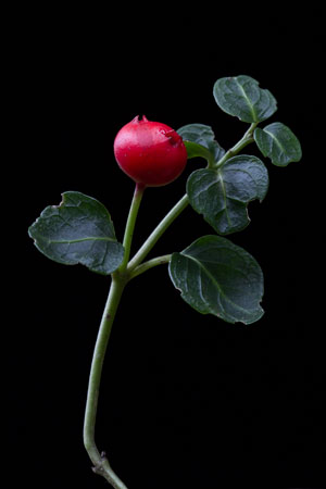 partridge-berry-mitchella-repens