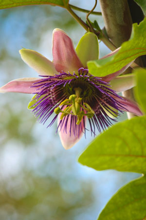 passion-flower-passiflora-incarnata