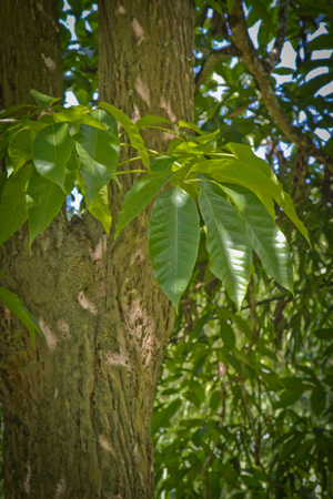 pau-darco-tabebuia-avellanedae