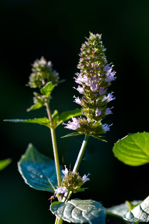 peppermint-mint-mentha-piperita