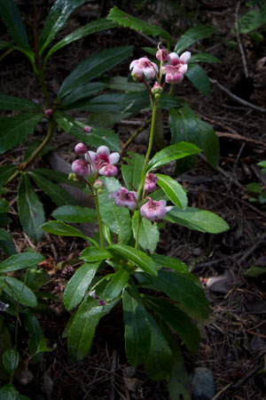 pipsissewa-chimaphila-umbellate