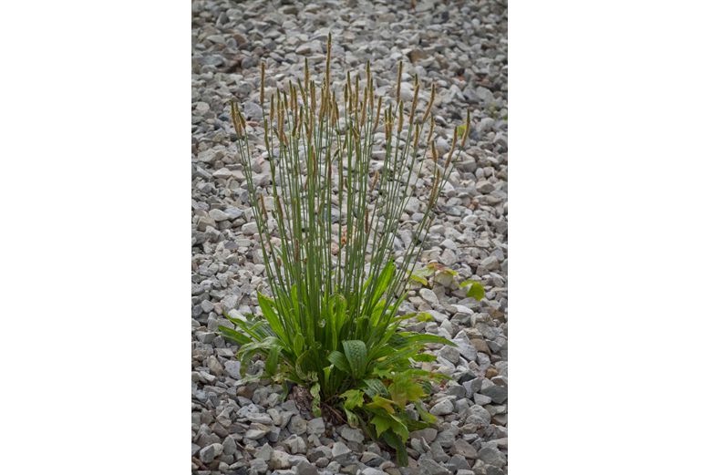 plantain-plantago-major-plantago-lanceolata