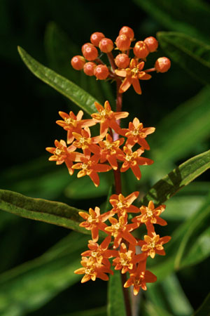 pleurisy-root-butterfly-weed-asclepias-tuberosa