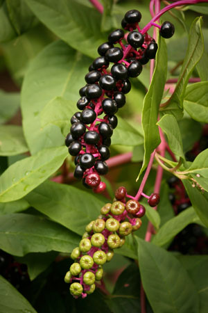 poke-root-phytolacca-americana