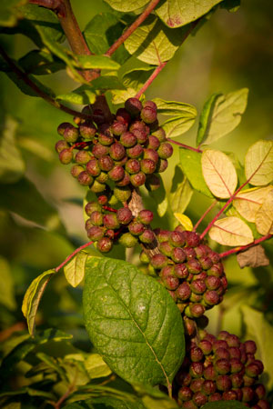 prickly-ash-zanthoxylum-americanum