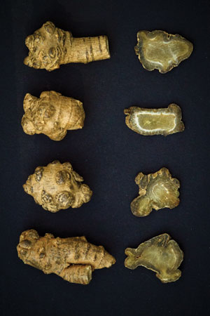 pseudo-ginseng-san-qi-panax-notoginseng