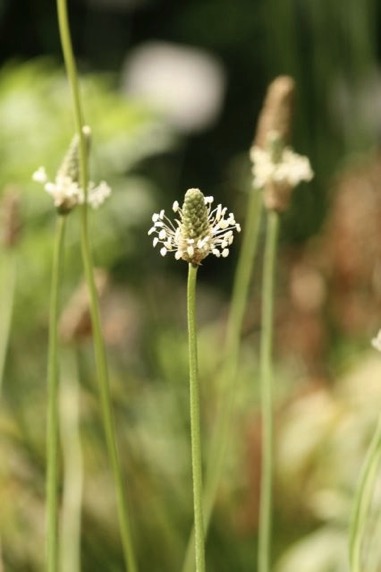 psyllium-seed-husk-plantago-psyllium-plantago-ovata