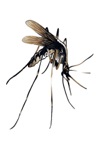 quartan-malaria-falciparum-malaria-plasmodium-blackwater-fever-malaria