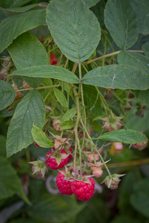 raspberry-rubus-idaeus