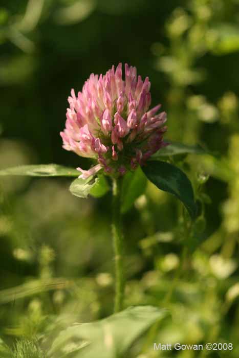 red-clover-trifolium-pretense