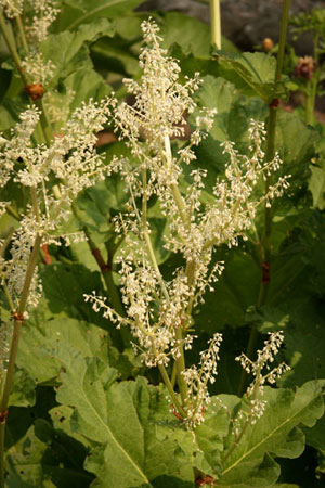 rhubarb-da-hung-rheum-palmatum