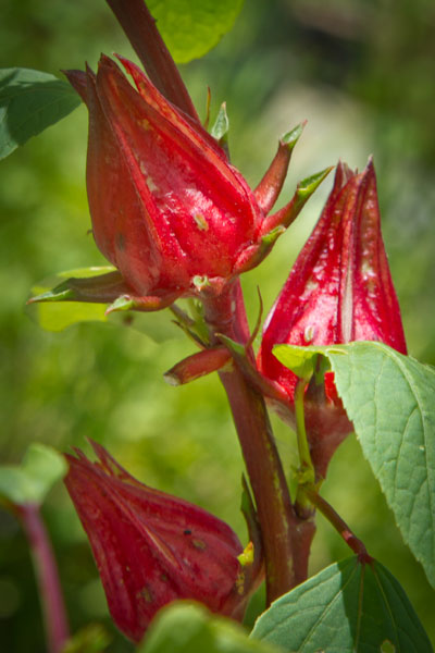 roselle-hibiscus-sabdariffa