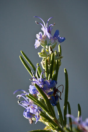 rosemary-rosmarinus-officinalis