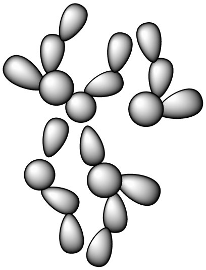 saccharomyces-boulardii-s-boulardii