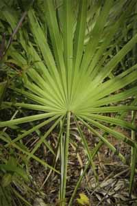 saw-palmetto-serenoa-repens