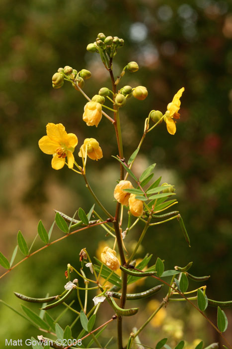 senna-cassia-senna