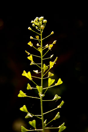 shepherds-purse-capsella-bursa-pastoris