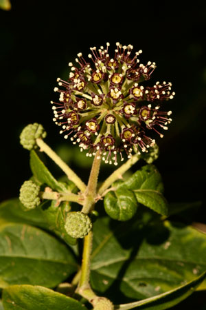 siberian-ginseng-eleutherococcus-senticosus