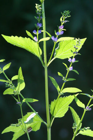 skullcap-scutellaria-lateriflora