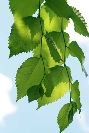 slippery-elm-ulmus-rubra