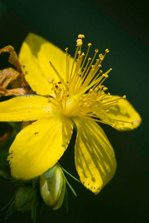 st-johns-wort-hypericum-perforatum