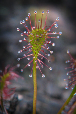 sun-dew-drosera-rotundifolia