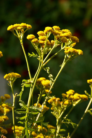 tansy-tanacetum-vulgare