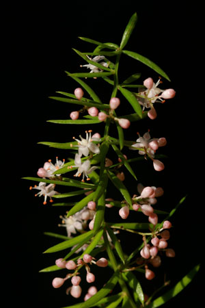 tea-tree-melaleuca-alternifolia