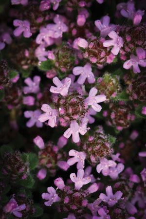 thyme-thymus-vulgaris