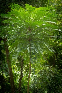 tongkat-ali-eurycoma-longifolia