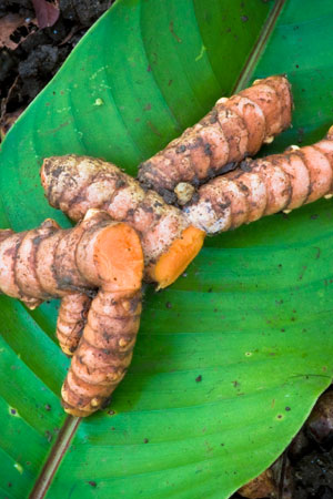 turmeric-curcuma-longa