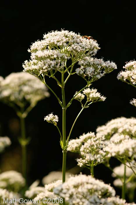 valerian-valeriana-officinalis