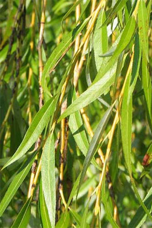 white-willow-salix-alba