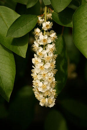 wild-black-cherry-choke-cherry-prunus-serotina