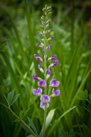 wild-indigo-baptisia-tinctoria