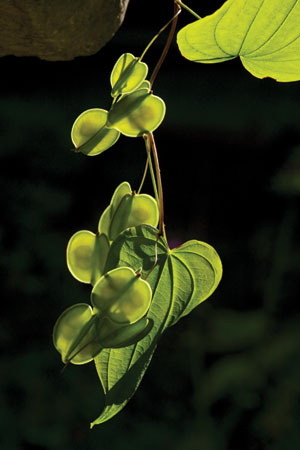 wild-yam-dioscorea-villosa