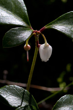 wintergreen-gaultheria-procumbens