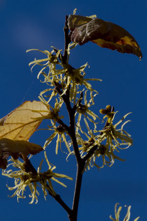 witch-hazel-hamamelis-virginiana