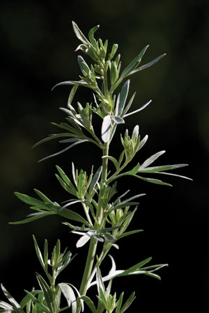 wormwood-artemisia-absinthium