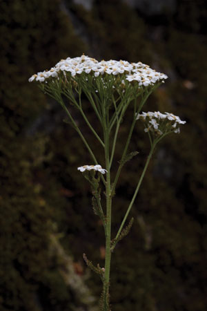 yarrow-achillea-millefolium