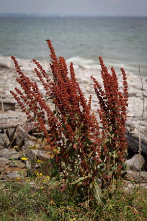 yellow-dock-rumex-crispus